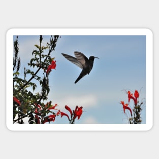 Bolivie - Colibri Sticker